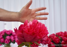 De Belgravia is een van de grootste pioenrozen die ze hebben en houdt gedurende de hele bloeiperiode goed zijn kleur vast.